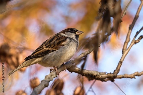 sparrow on a branch © Hana