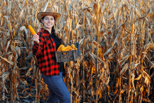 woman farmer with box holding dry corn cob on plantation