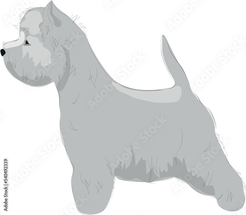 illustration of a dog standing at the show. side view. west highland white terrier