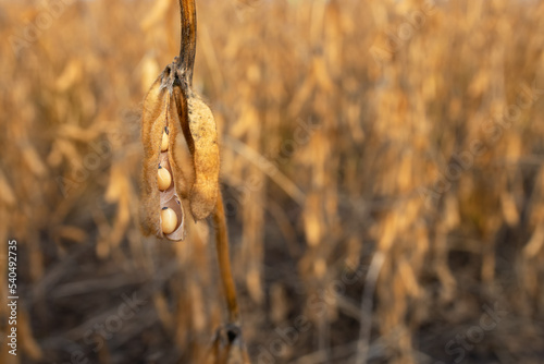closeup of ripe soybean pods on the agricultural field © alter_photo
