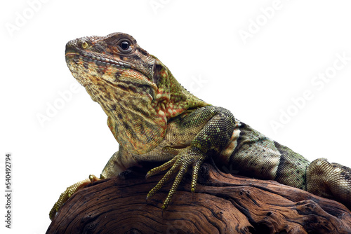 Portrait of a black spiny_tailed iguana