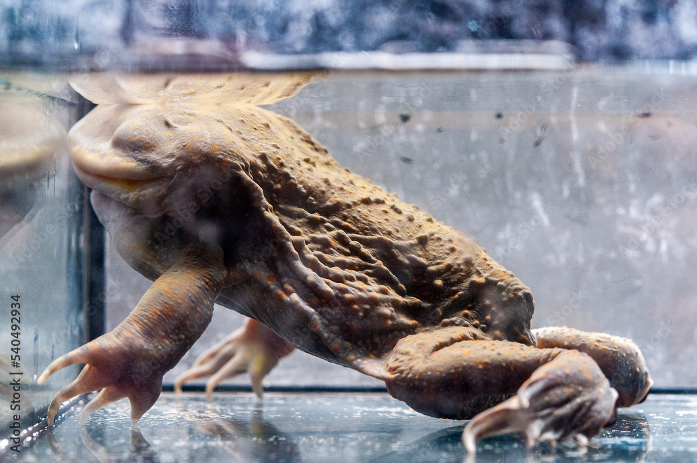 The budgett frog close up side view inside water tank. The budgett frog close up side view inside water tank.