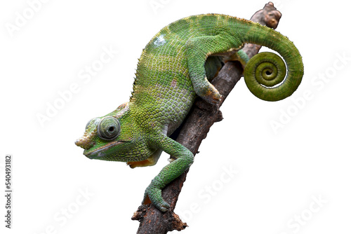 Portrait of a female Fischer chameleon photo