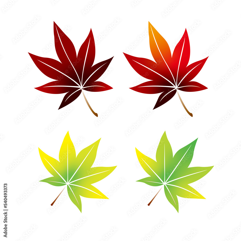 Fototapeta premium 紅葉、もみじ、秋、葉、木の葉、季節、四季