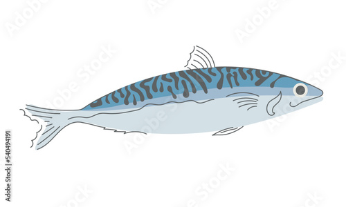 Mackerel fish.  Fresh seafood. Vector illustration on white background