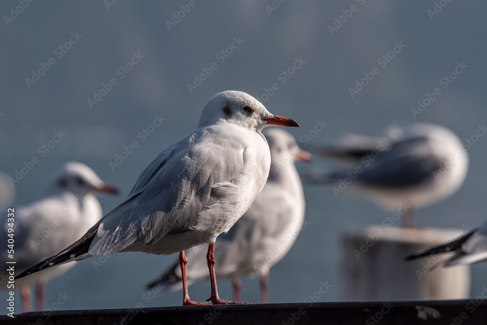 Seagull standing on a rail by the lake of lugano in Switzerland Seagull standing on a rail by the lake of lugano in Switzerland
