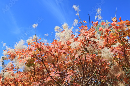 View of Cotinus obovatus Raf or Chittamwood in front of blue sky in sunny day photo