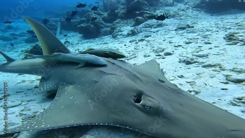 Guitar stingray patrols the seabed in search of food. photo