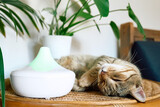 Tabby cat sleeping near home air humidifier or essential oil diffuser cleaning air and vaporizing steam up into the air. Ultrasonic technology. Taking care of health of children, plants and pets.