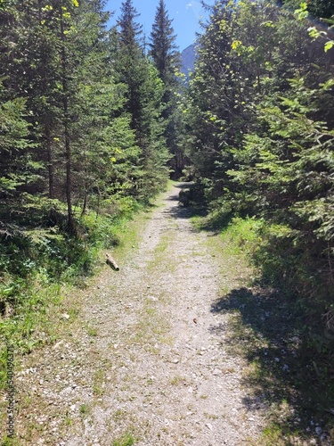 path in the woods