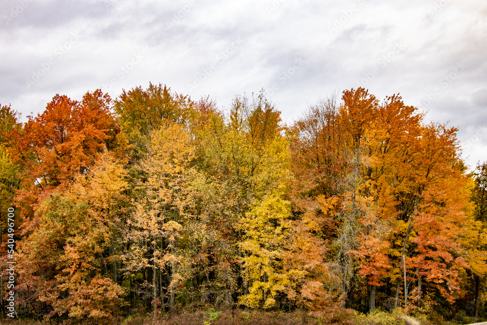 autumn trees in the forest