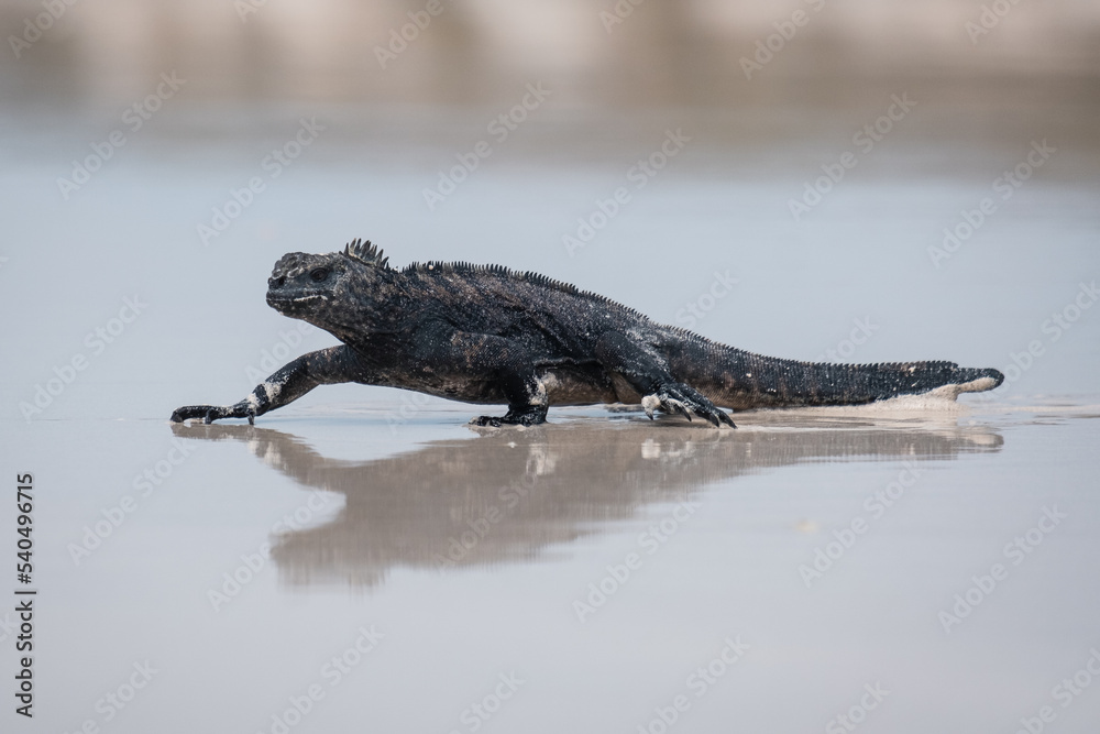 Galapagos marine iguana walking across the beach Galapagos marine iguana walking across the beach