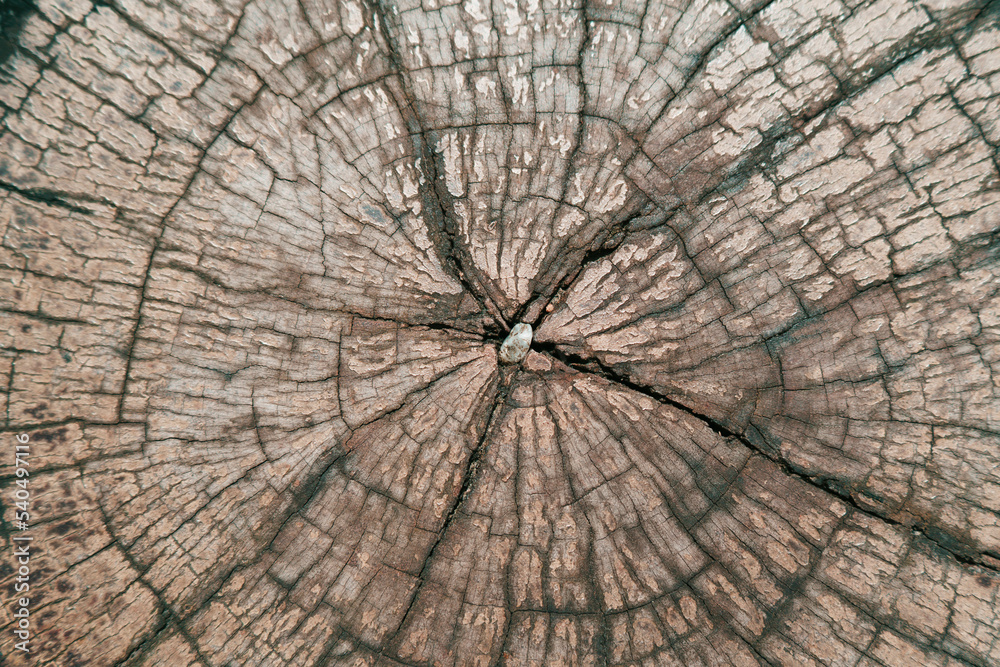 Fototapeta premium Ancient wood log texture in the countryside