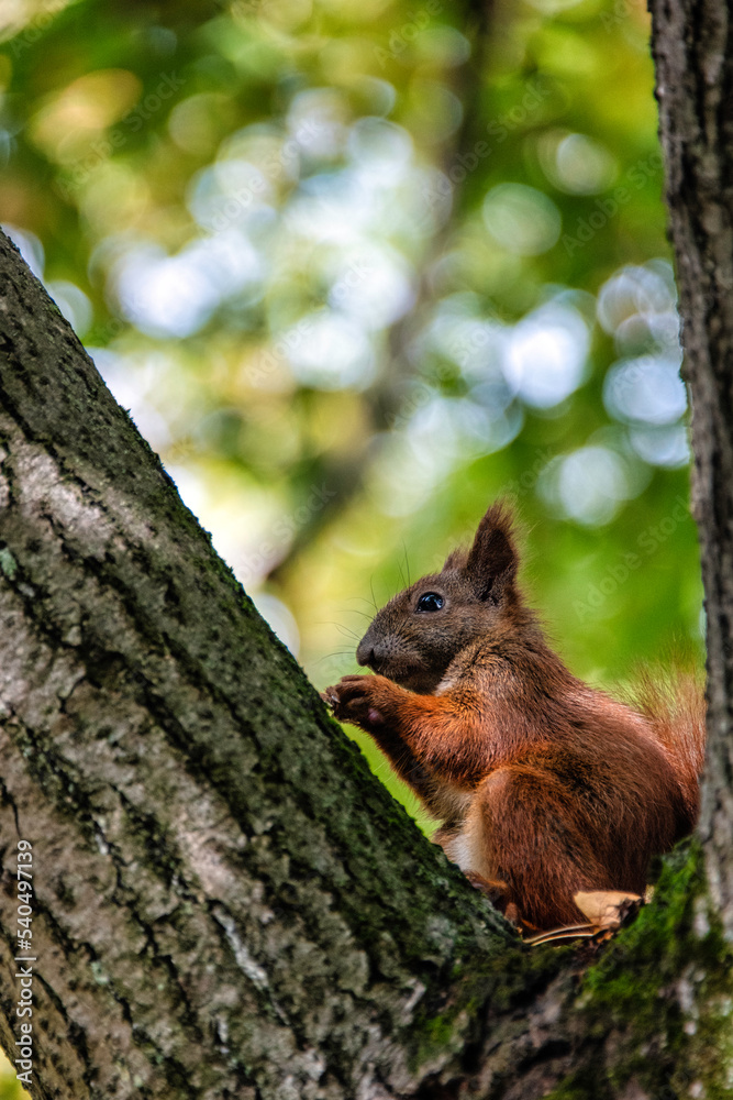 Wild Eurasian red squirrel (Sciurus vulgaris) on the tree - Kampinos National Park, Masovia, Poland Wild Eurasian red squirrel (Sciurus vulgaris) on the tree - Kampinos National Park, Masovia, Poland
