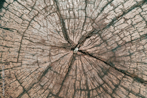 Ancient wood log texture in the countryside