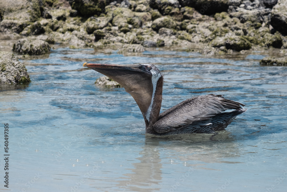 Obraz premium Pelican feeding on the water