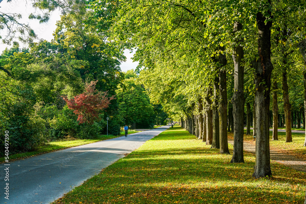 Amazing linden alley with linden trees (good smell) close to Herrenhausen gardens in Hanover Amazing linden alley with linden trees (good smell) close to Herrenhausen gardens in Hanover