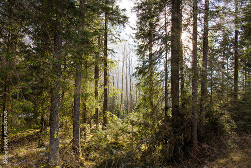 Amazing fir forest in Tatra Nature reserve next to Zakopane