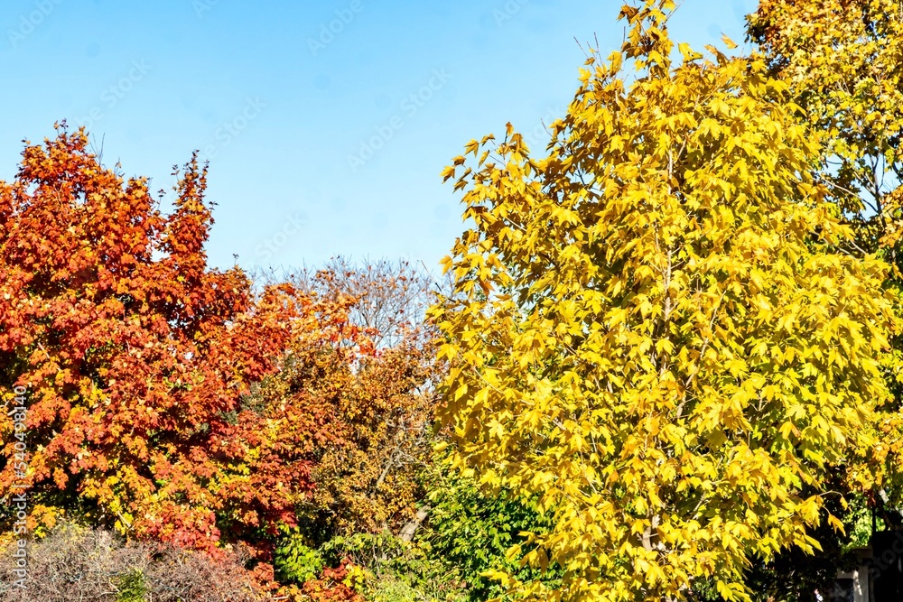 Fototapeta premium Beautiful Midwestern Fall Foliage Under Clear Skies