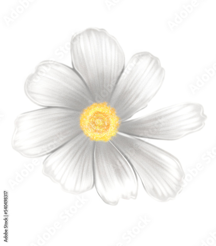 White chamomile. Isolated PNG