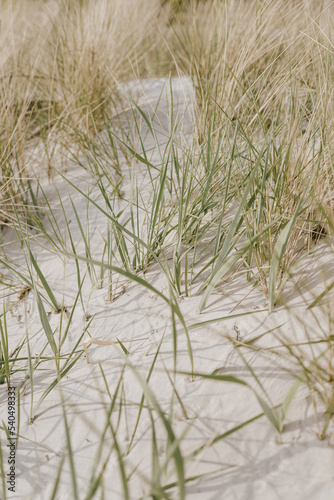 Dried grass stems on beach with white sand. Neutral beige colours nature landscape