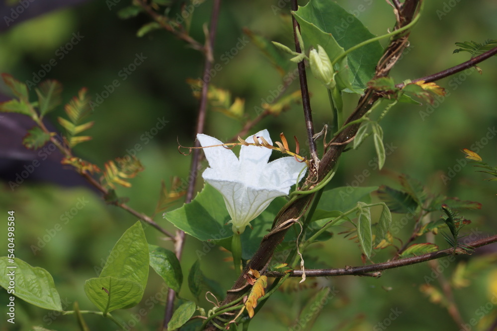 Cambodia. Coccinia grandis, the ivy gourd, also known as scarlet gourd, tindora and kowai fruit, is a tropical vine. Coccinia grandis is cooked as a vegetable.