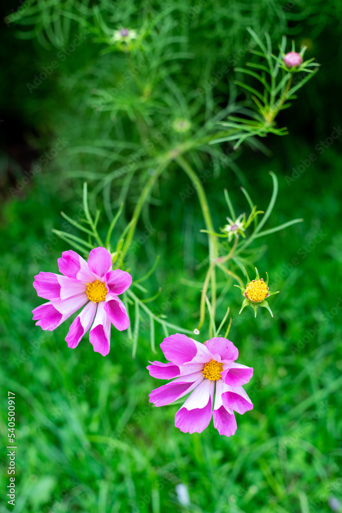 pink flowers in the garden