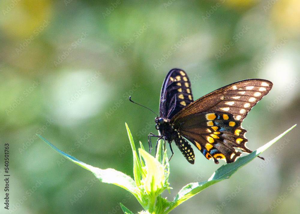 Fototapeta premium Black Swallowtail resting along the Shadow Creek Ranch Nature Trail in Pearland, Texas!