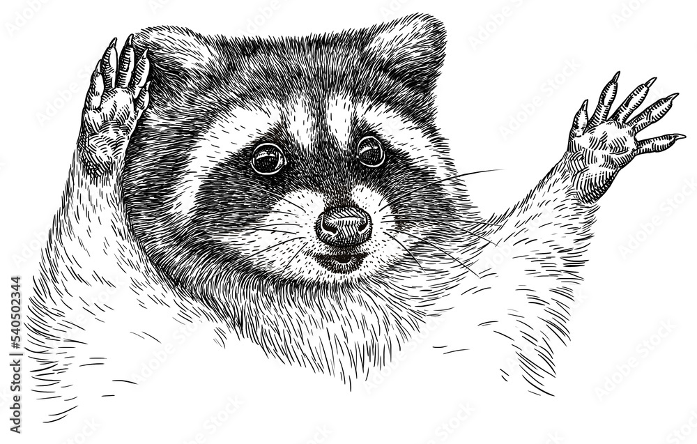 Vintage engrave isolated raccoon set illustration cut ink sketch. Wild ...