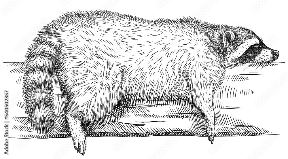 Vintage engrave isolated raccoon set illustration cut ink sketch. Wild ...