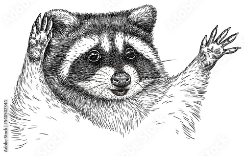 Vintage engrave isolated raccoon set illustration cut ink sketch. Wild pet background line racoon art