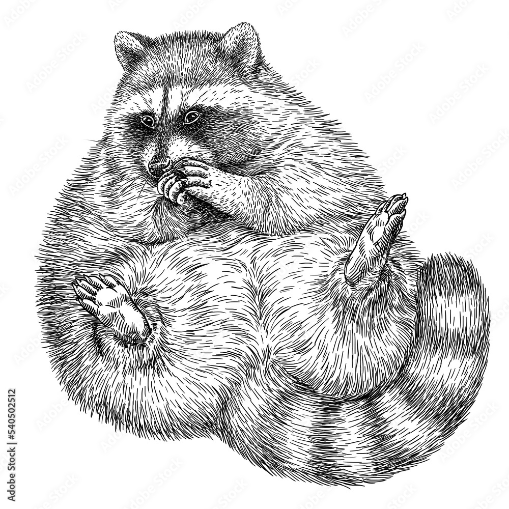 Vintage engrave isolated raccoon set illustration cut ink sketch. Wild ...