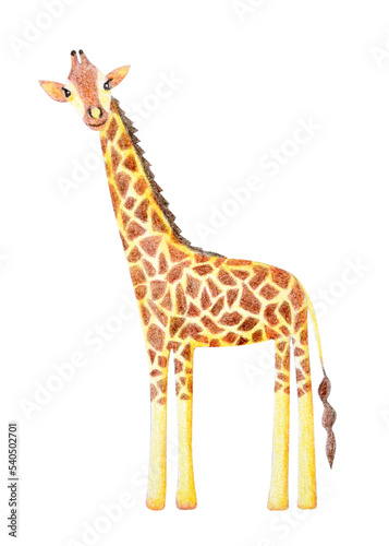 Giraffe hand drawn illustration painted in childish style with watercolor and colored pencil. African  asian  tropical  jungle or zoo wild animal  cute abstract character