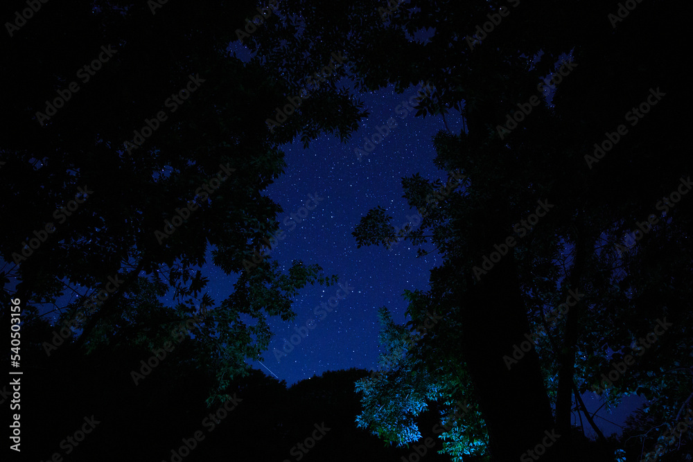 The landscape of the starry sky through the silhouette of tree branches. Night sky scenery in the forest. The landscape of the starry sky through the silhouette of tree branches. Night sky scenery in the forest.