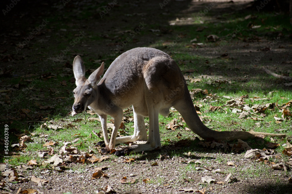 An adorable single kangaroo bending over to the ground An adorable single kangaroo bending over to the ground
