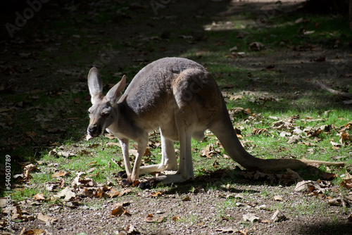 An adorable single kangaroo bending over to the ground