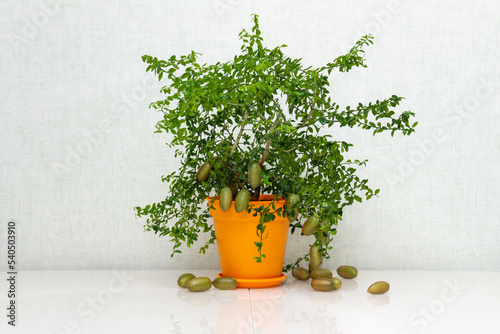 Potted citrus plant Microcitrus Australasica with ripe outlandish fruits on the table. Australian finger lime tree indoor growing. Burgundy finger-shaped fruits and green leaves
