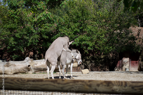 Photography Mature content A male and female donkey