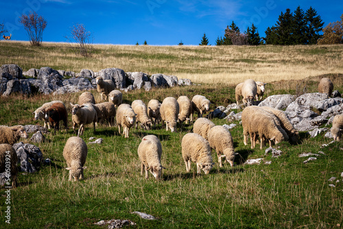 Lans En Vercors 10 2022 hiking on the heights of Lans en Vercors, herd of sheep roaming free in the mountain pastures © JulieMeneghin