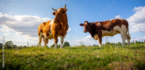 Troupeaux de vache laitière dans les champs au soleil.