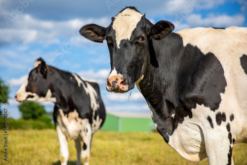 Vache laiti  re devant une ferme en pleine campagne.