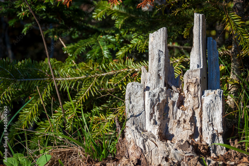 Naklejka premium Le Sappey en Chartreuse 10 2022 original shape dry tree stump