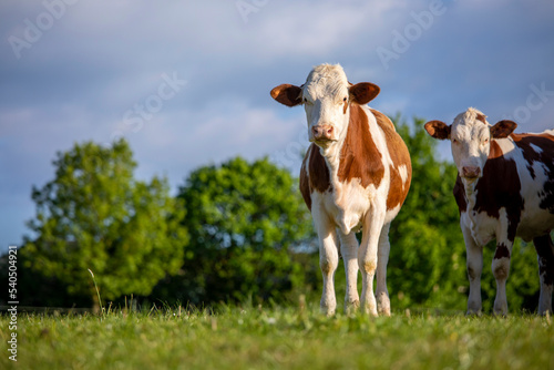Jeune bovin ou vache de race laitière dans la campagne au printemps.