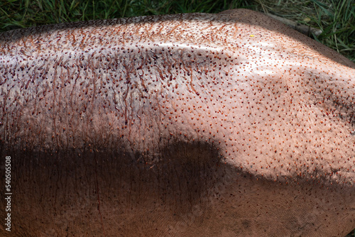 Hippopotamus skin with thin layer of light pink liquid on body ,a pink substance that acts as natural sunscreen.Hippopotamus amphibius ,  Animal conservation and protecting ecosystems concept. photo