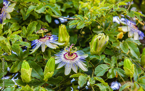 Passiflora caerulea Clear Sky in park
