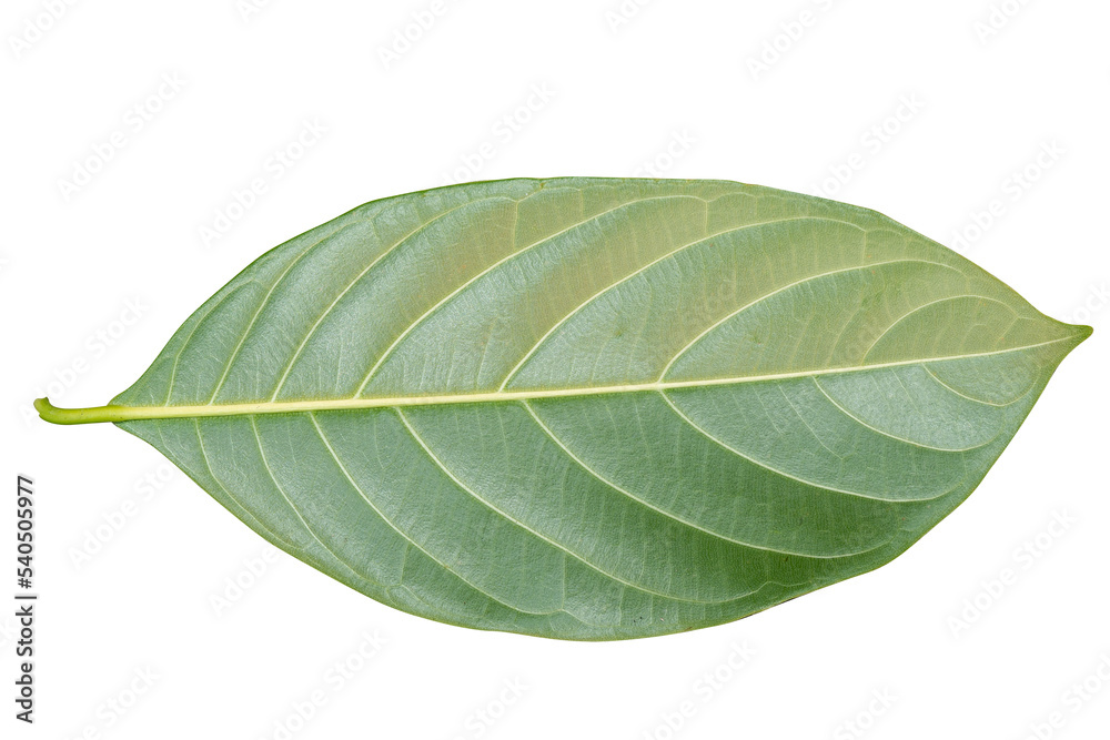 Leaves of jackfruit isolated on a white background Leaves of jackfruit isolated on a white background