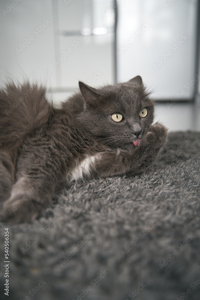 A gray adult cat lies on the floor and licks the paws