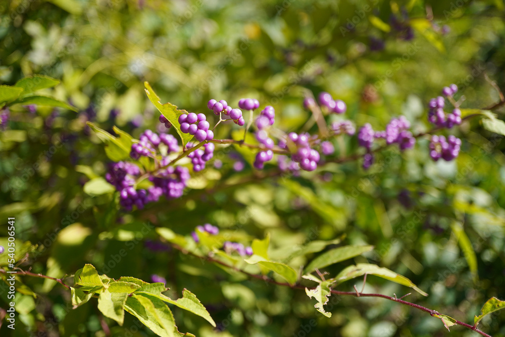 コムラサキの紫の実の写真