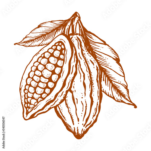 Cocoa beans Hand drawn engraved style sketch. Cacao bean, nuts, seeds and leaves.