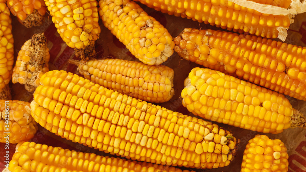 corn from a farm
many corns collected from a field
corn from a farm
many corns collected from a field